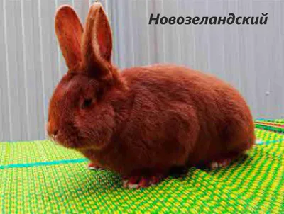 Более сотни кроликов редких пород разводит на приусадебном участке  жительница Хабаровска (ФОТО) — Новости Хабаровска
