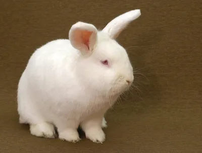 Калифорнийская порода кроликов Стоковое Фото - изображение насчитывающей  кожа, кролики: 112485552