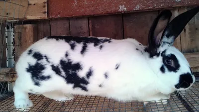 Лучшие большие породы кроликов: Белый Великан. - YouTube