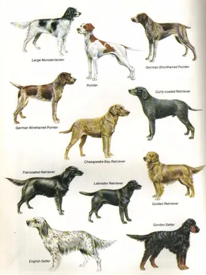 Охотничьи собаки. Происхождение пород, экстерьер, уход и воспитание. Собаки  от А до Я - YouTube
