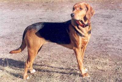 Охотничьи породы собак 🐕 для городских собаководов - Гульдог