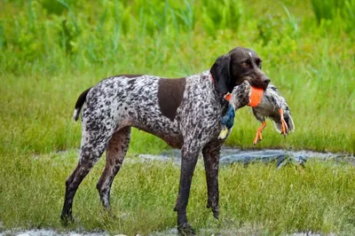 Охотничья собака, уход и воспитание - Охотничий интернет-магазин «Генета» -  товары для охоты.