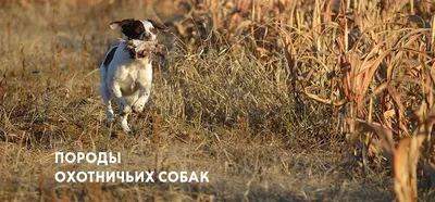 Каких охотничьих собак предпочитают в Беларуси - Российская газета