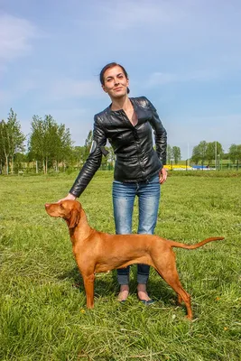 О породах собак. Немецкие легавые. | Пикабу