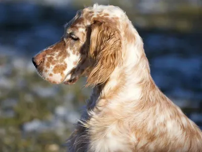 Русский охотничий спаниель: все о собаке, фото, описание породы, характер,  цена