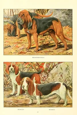 Картинки охотничьих собак (68 фото)