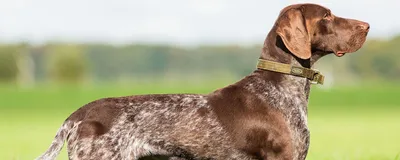 Курцхаар собака: фото, характер, описание породы