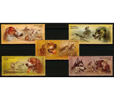 Немецкий охотничьих собак породы немецкий портрет Стоковое Фото -  изображение насчитывающей часть, звероловство: 213034648