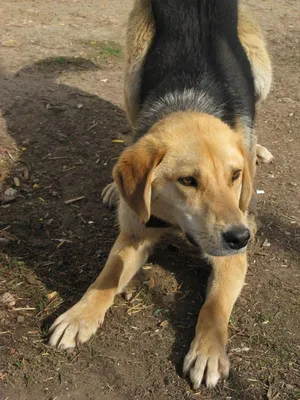 Охотничьи собаки в Греции - Русский охотничий портал
