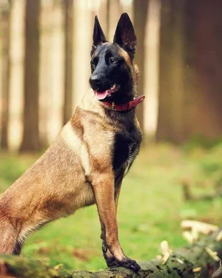 Немецкая овчарка собака: фото, характер, описание породы