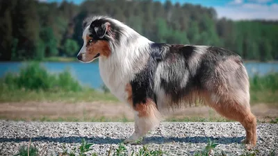 Баскская овчарка | Собаки Вики | Fandom