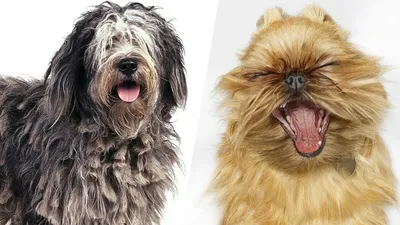 Самые умные породы собак – список, описание, характер, размеры,  продолжительность жизни | Мир Вокруг | Дзен