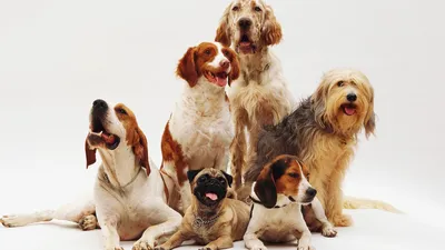 Ши тцу: продолжительность жизни, фото, характер, щенки, все о породе собак  Ши тцу | Блог зоомагазина Zootovary.com