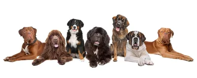 Как определить породу собаки: советы по определению породы