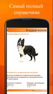 Плакат обучающий А2 ламинир. Породы собак на английском языке, с переводом  и транскрипцией 457x610 мм - купить с доставкой по выгодным ценам в  интернет-магазине OZON (339061136)