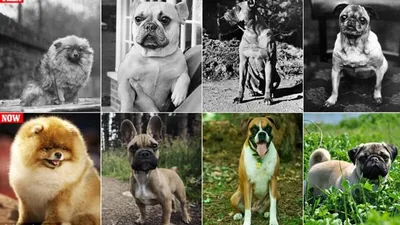 ТОП-10 самых умных пород собак - Зоомагазин MasterZoo