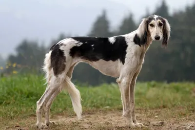 Карликовые породы собак: описание, особенности, фото» — создано в Шедевруме