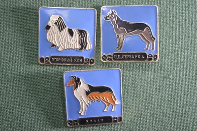 Собаки породы ньюфаундленд - описание породы, характера, особенностей |  Hill's Pet