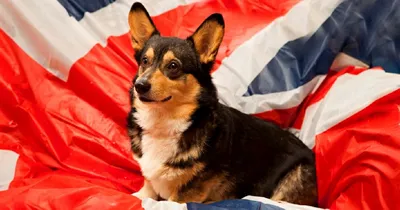 Как называются и произносятся породы собак на английском? | Пикабу
