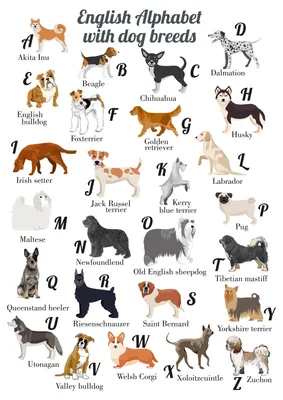 Породы собак на английском!... - Let's - mācību centrs | Facebook