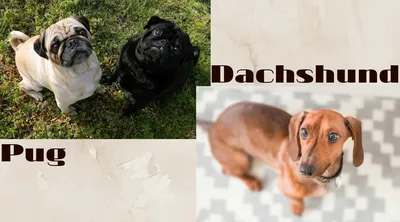 Английский бульдог породы собак Стоковое Фото - изображение насчитывающей  разведенными, имбирь: 176642310