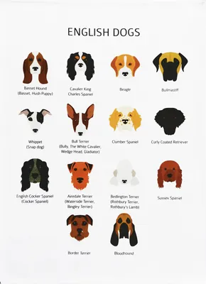 Английский бульдог породы собак Стоковое Изображение - изображение  насчитывающей металл, щенок: 176642257