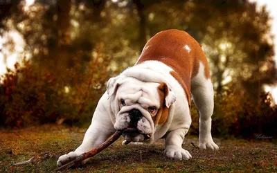 Английский бульдог и лето - winnersblood питомник собак породы английский  бульдог