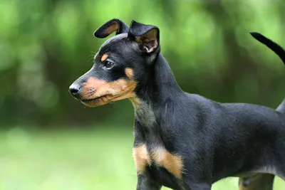 Породы собак: фото, названия и описание — ProPlan.ru