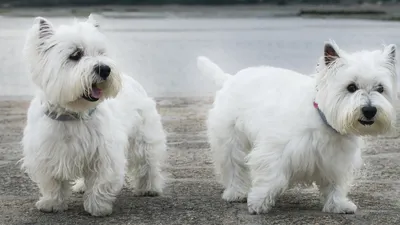 Самые белоснежные: 8 пород собак с белой шерстью