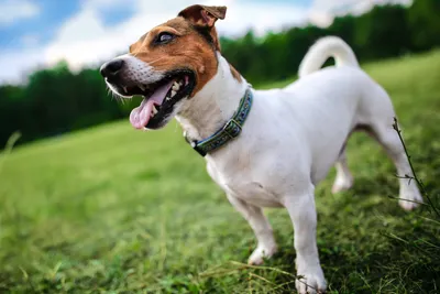 Английский той-терьер: исчезающая порода собак с привлекательной внешностью  и дружелюбным нравом | Пёсико | Дзен