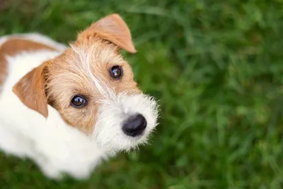 4 породы собак, которые могут надолго оставаться одни - BarberPet