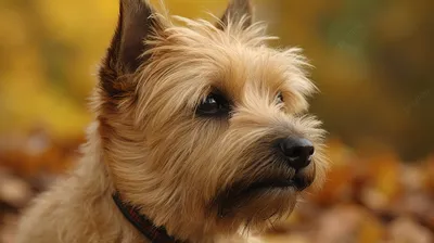 Ирландский терьер - описание породы собак: характер, особенности поведения,  размер, отзывы и фото - Питомцы Mail.ru