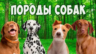 Хочу собаку! | Пикабу