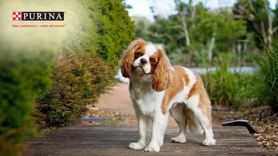 ТОП-10 самых умных пород собак - Зоомагазин MasterZoo
