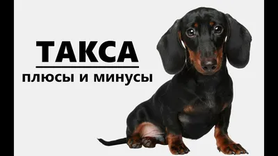 ТАКСА. Плюсы и минусы породы dachshund - YouTube