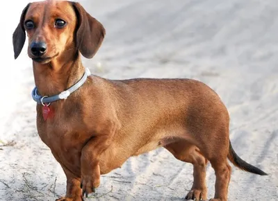 Такса - описание породы собак: характер, особенности поведения, размер,  отзывы и фото - Питомцы Mail.ru