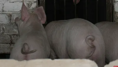 ЗДРАВУР БОРЕНЬКА для поросят и свиней, 600 г. купить в Новосибирске с  доставкой в интернет-магазине ЗооСАТ