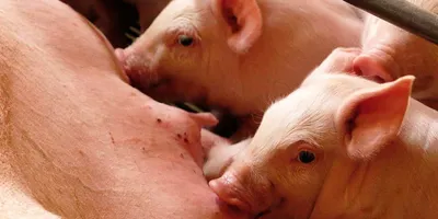 Разведение свиней | Кормление лактирующих свиноматок: опыт фермера,  получающего 39 отъемных поросят на свиноматку