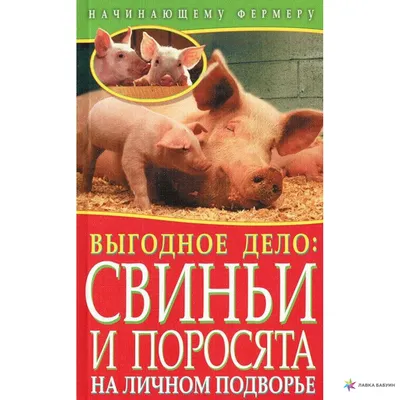 Зарезали поросят на глазах у свиноматки и унесли. Житель Мазолово лишился  всего приплода | Народные новости Витебска