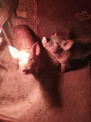 Little pig | Свинки, Поросята, Обои