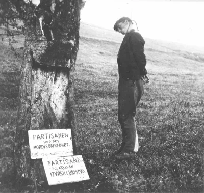 Тело югославского партизана, повешенного немцами на дереве в Боснии —  военное фото