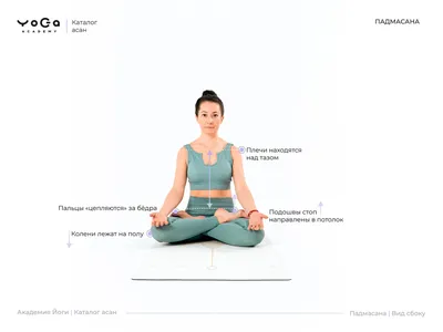 Поза лотоса в йоге для начинающих — Падмасана: техника выполнения,  подводящие асаны, эффект от асаны, как сесть в позу лотоса