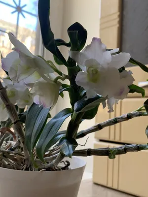 Две орхидеи на отражающей поверхности с сияющим на них солнцем. | Премиум  Фото