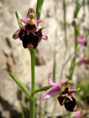 Орхидея начало цветения (64 фото) »