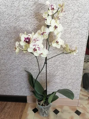 Красивая цветущая орхидея, изолированная на белом | Премиум Фото