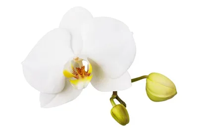 Гель для интимной гигиены Phyto Spa Collection Суданская Роза Iris  cosmetic, 300 мл.