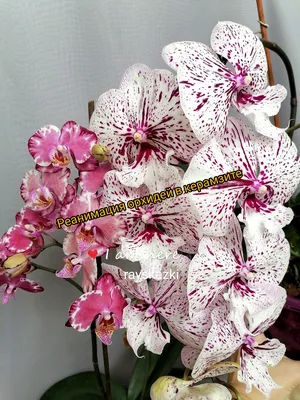 Знакомство с крымскими орхидеями. Часть первая: «Офрисы – хитроумные  манекены»