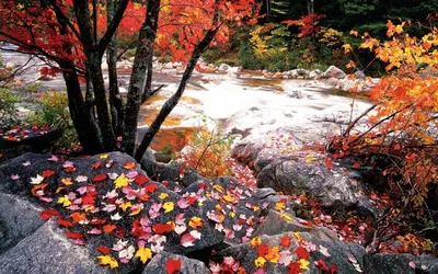 Осенняя поздняя осень фотография карта Фон И картинка для бесплатной  загрузки - Pngtree