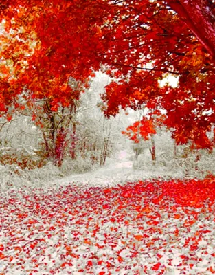 Лес поздней осенью (84 фото) - 84 фото