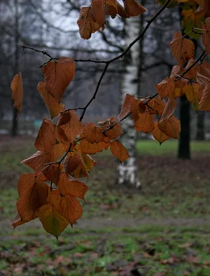 Танец листьев: красивые моменты поздней осени на фото | Пейзажи поздней  осени Фото №1385751 скачать